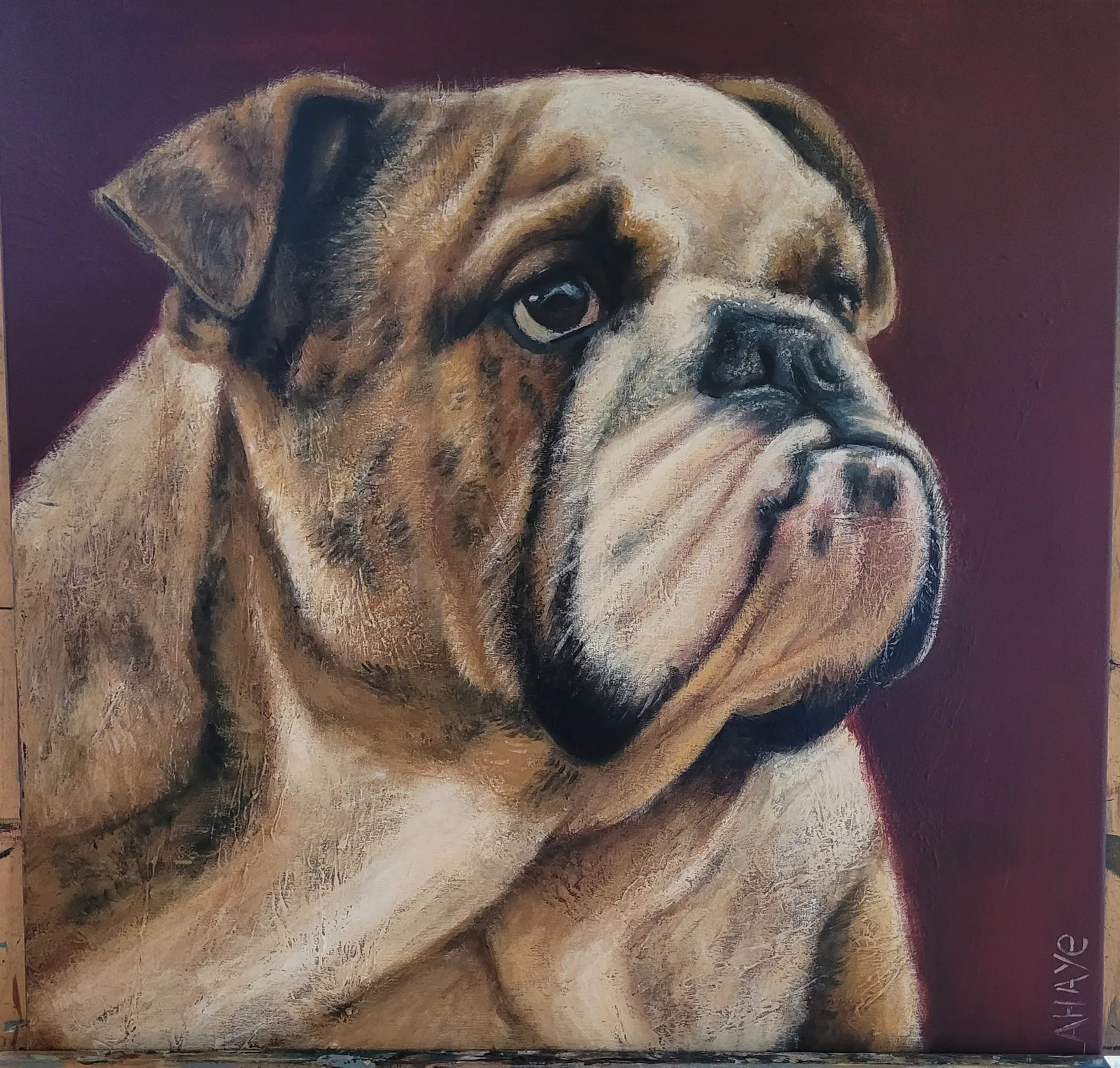 Bouledogue anglais fauve et blanc, la tête tournée de trois quarts, sur un fond bordeaux profond.